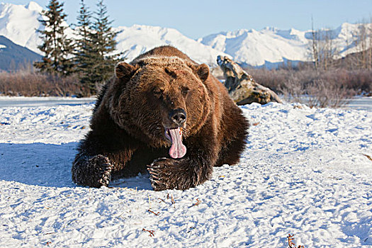俘获,棕熊,放入,雪,长,阿拉斯加野生动物保护中心,阿拉斯加,冬天