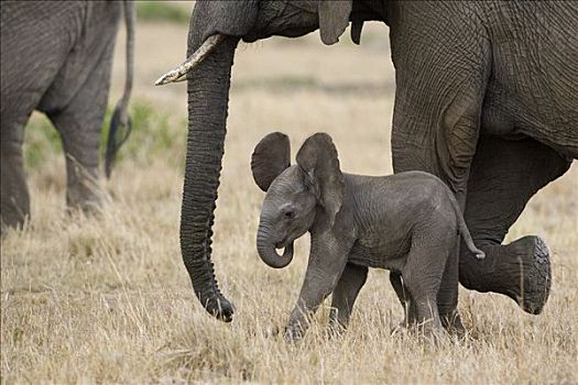非洲象,母亲,3星期大,幼兽,马赛马拉,肯尼亚