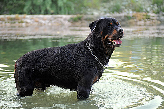 游泳,罗特韦尔犬