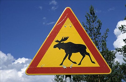 警告标识,驼鹿,靠近,芬兰,斯堪的纳维亚,欧洲