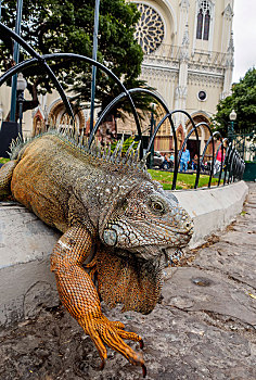 鬣蜥蜴,美洲鬣蜥科,公园,瓜亚基尔,省,厄瓜多尔,南美