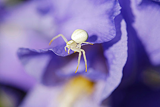 白色,蟹蛛,蓝色背景,鸢尾,花