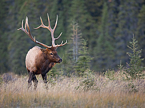 加拿大,艾伯塔省,落基山,麋鹿,鹿属,雄性动物,印象深刻,架子,专注,移动,牧群,秋天,碧玉国家公园