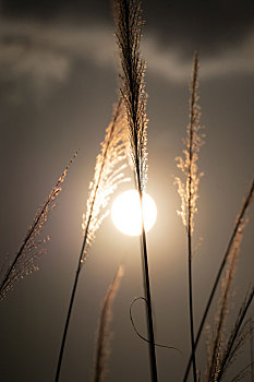 傍晚夕阳西下逆光随风摇曳的芦苇