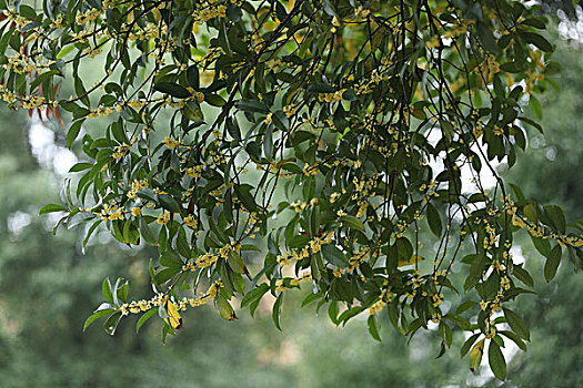 桂花桂树桂花树