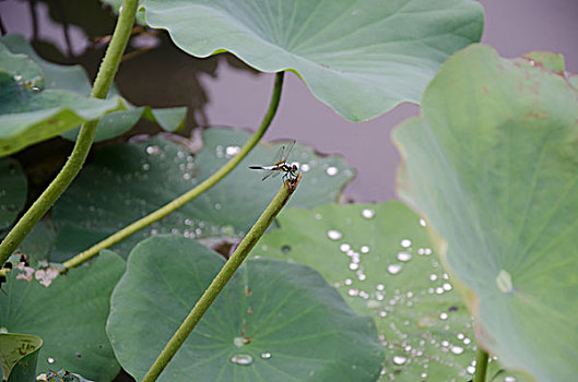 东方概念