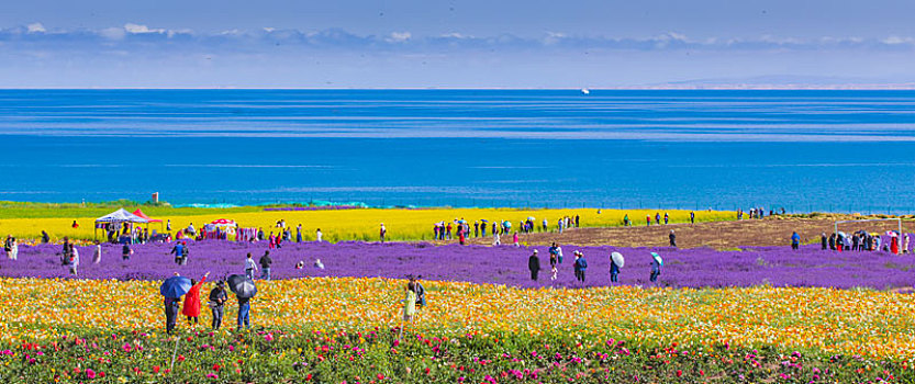 青海湖,春色