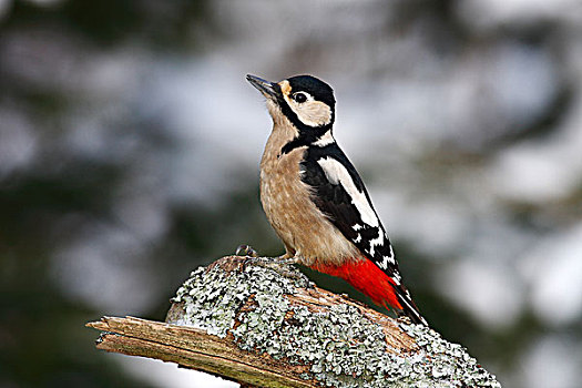 大斑啄木鸟,雌性,枝条,冬天
