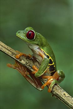 红眼树蛙,国家公园,哥斯达黎加