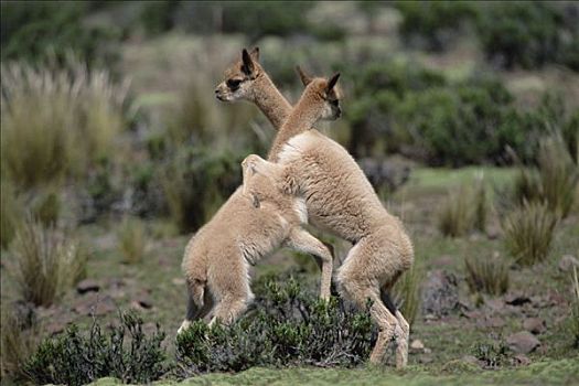 小羊驼,年轻,打闹,潘帕伽勒拉斯国家保护区