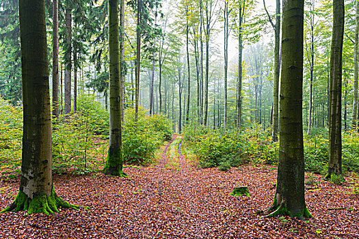 山毛榉,树林,秋天,自然公园,施佩萨特,巴伐利亚,德国