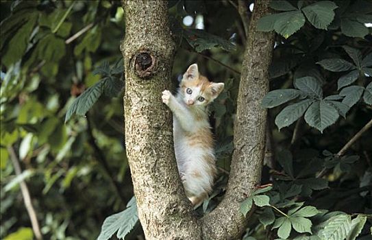 年轻,家猫,攀登,树上