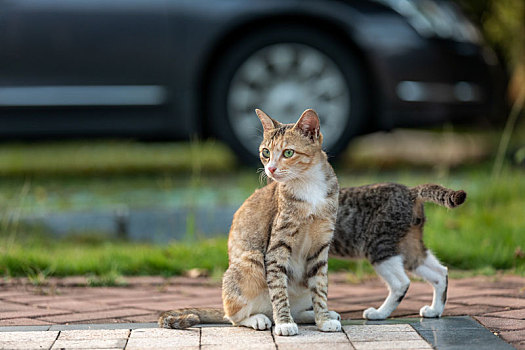 后院花园里玩耍的可爱猫眯