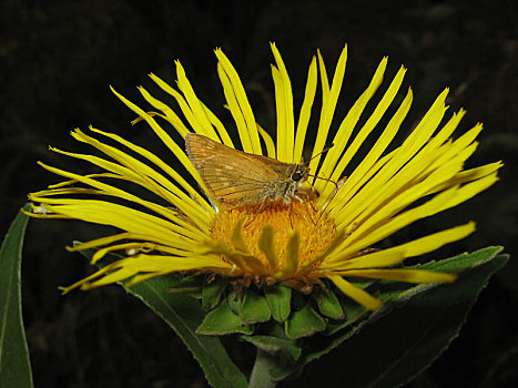 蝴蝶,花,喝,花蜜