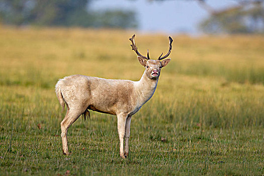 扁角鹿,黇鹿,苍白,形态,公鹿,发情期,鹿,公园,英格兰,英国,欧洲