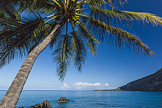 椰树,椰,湾,风景,船长,烹饪,纪念建筑,夏威夷,美国