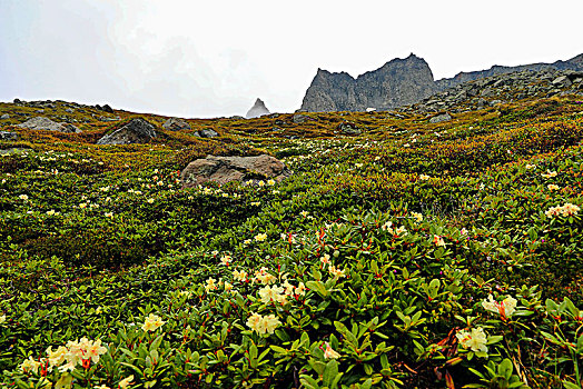 长白山高山花卉