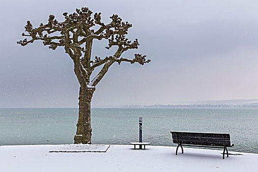 悬铃木,长椅,散步场所,风景,康士坦茨湖,下雪,康斯坦茨,巴登符腾堡,德国,欧洲