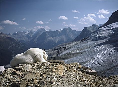 石山羊,雪羊,休息,岩石,俯瞰,冰原,背景,落基山脉,北美