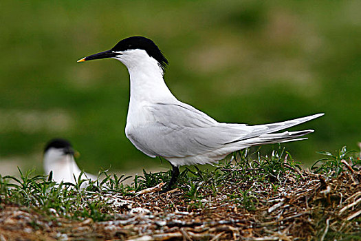 白嘴端燕鸥,白嘴端燕,站立,草地,岛屿,靠近,库克斯哈文,德国,欧洲