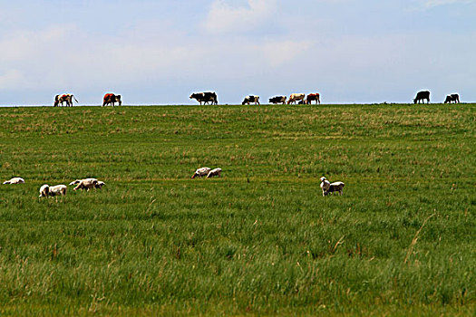 草原,牛,羊