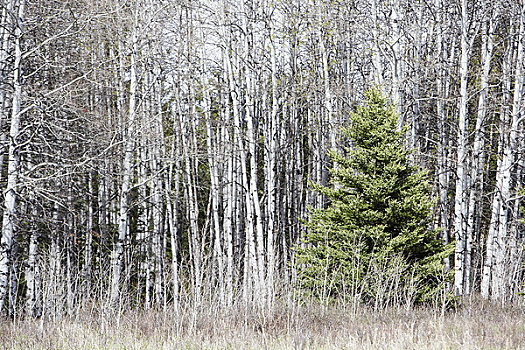 常青树,落叶林,草原国家公园,萨斯喀彻温,加拿大