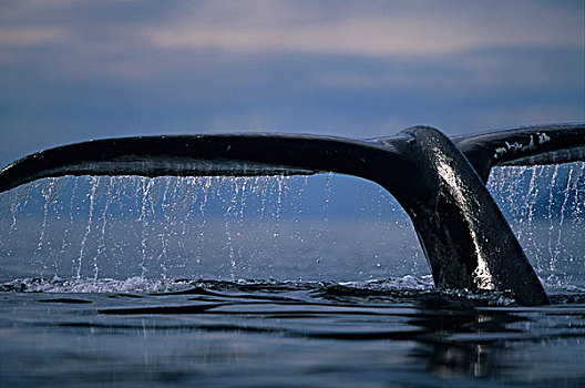 阿拉斯加,通加斯国家森林,尾部,鲸尾叶突,驼背鲸,大翅鲸属,声音,弗雷德里克湾