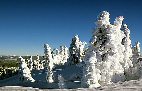 美国,爱达荷,靠近,西部,黄石公园,国家森林,两个,冬景