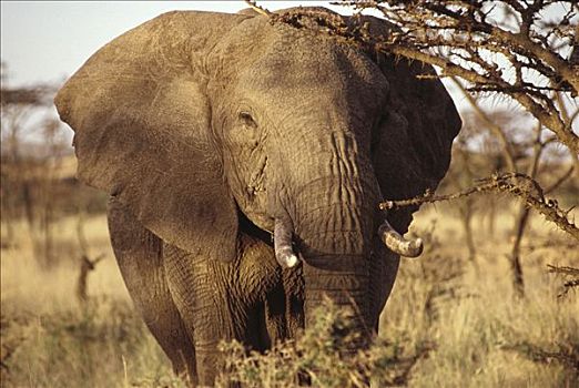 非洲象,放牧,肯尼亚