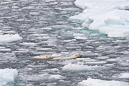 北极熊,女性,幼小,游泳,浮冰,斯匹次卑尔根岛,岛屿,斯瓦尔巴特群岛,挪威,欧洲