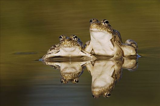 蛙属,两个,成年人,水中,反射,丘陵地区,中心,德克萨斯,美国