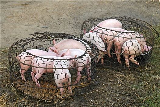 小猪,笼子,出售,市场,越南