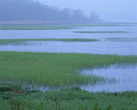 湿地