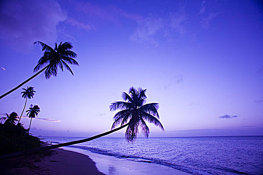 孤单,棕榈树,日落,椰树,小树林,海滩,湾