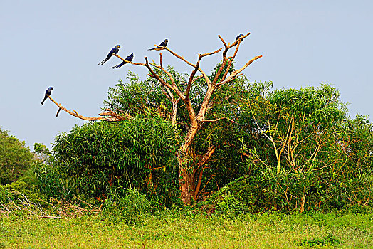 风信子,金刚鹦鹉,紫蓝金刚鹦鹉,枯木,潘塔纳尔,巴西,南美
