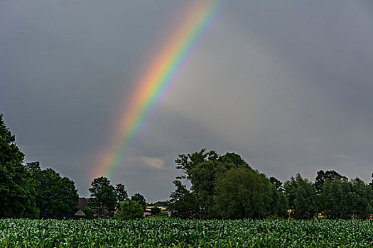 彩虹,上方,玉米田,北莱茵威斯特伐利亚,德国,欧洲