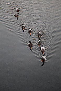 西安护城河里的鸭群