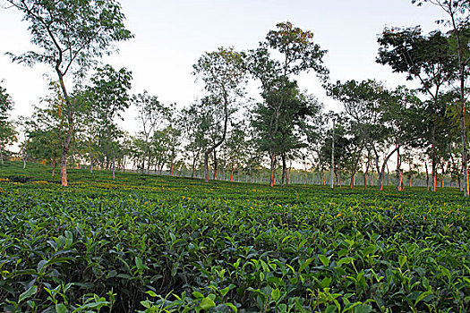 茶,花园,地区,首都,孟加拉,市场,十一月,2008年
