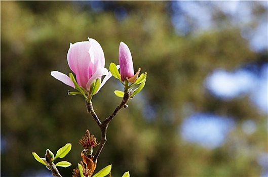 木兰,花,软,树