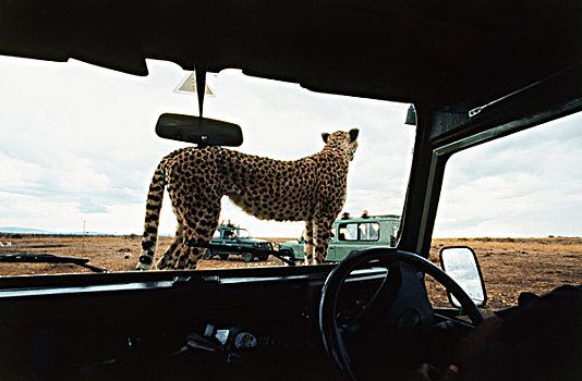 肯尼亚,马赛马拉国家保护区,印度豹,猎豹,旅行队,吉普车,大幅,尺寸