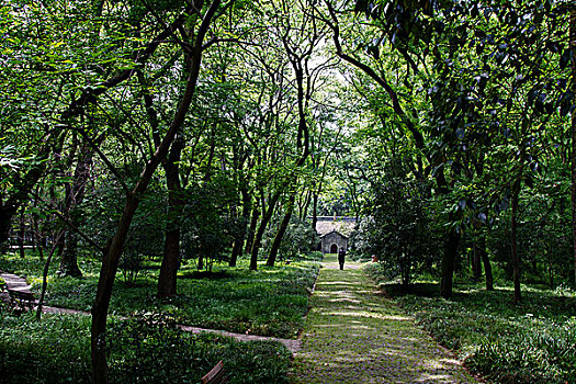 夏天南京灵谷寺的小路