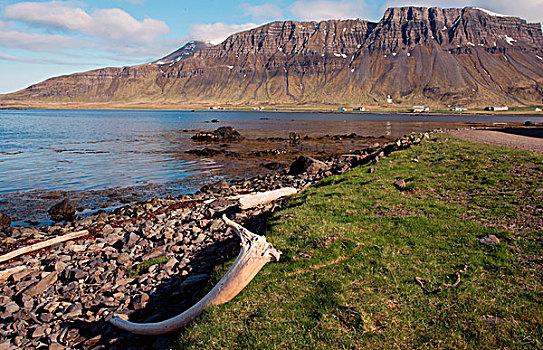 乡村,风景,西部,峡湾,冰岛
