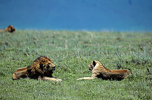 坦桑尼亚,恩戈罗恩戈罗火山口,狮子,雌狮