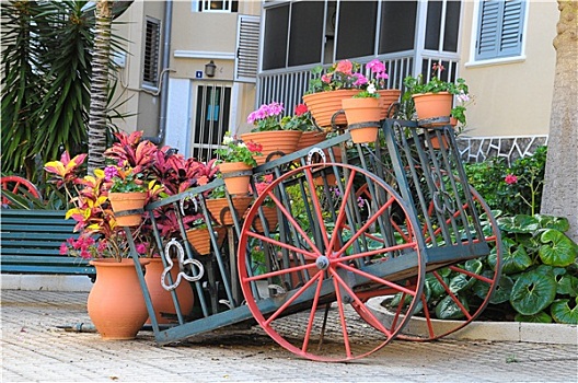 四轮马车,植物