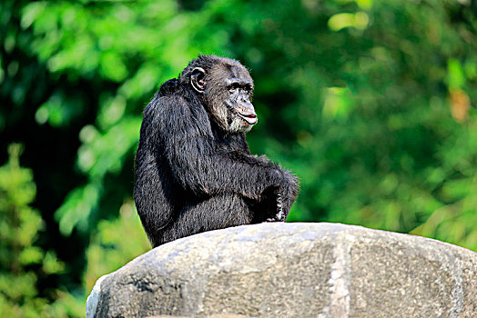 黑猩猩,鹪鹩,成年,雄性,坐,放松,岩石上,俘获,非洲