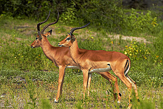 雄性,黑斑羚,乔贝,河,乔贝国家公园,博茨瓦纳,非洲