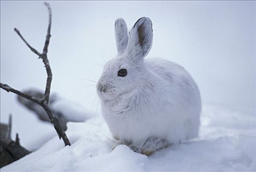 雪兔,蒙大拿,美国,北美
