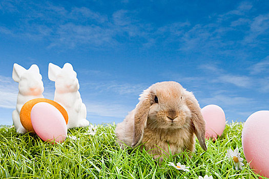 兔子,复活节