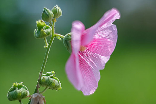 夏日公园里绽放的蜀葵花