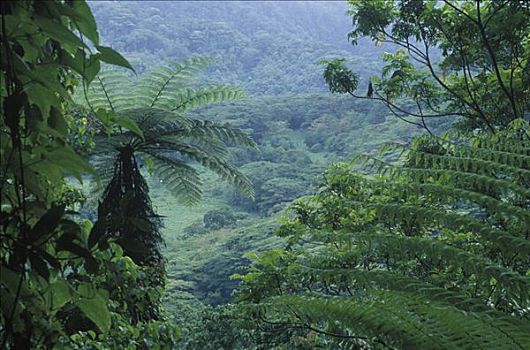 丛林,植被,拉罗汤加岛,风景,跋涉,岛屿,远足,小路,库克群岛